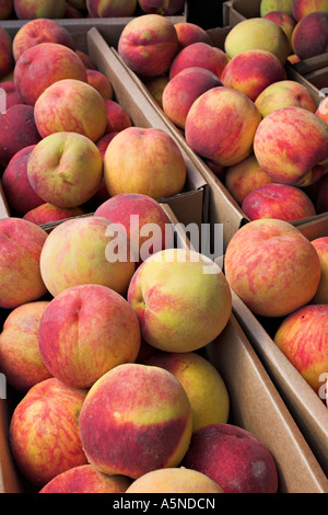 Lots and Lots of Peaches vertical The large Harmony variety of peaches overflowing their boxes are best for freezing Stock Photo