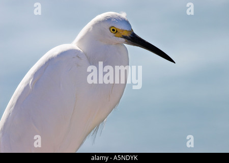 Snowy Egret The head of a backlit snowy egret egretta thula in closeup with a light blue background Venice Beach Florida USA Stock Photo
