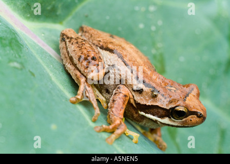 The Southern Brown Tree Frog also known as the whistling tree frog and Ewings Tree Frog Stock Photo