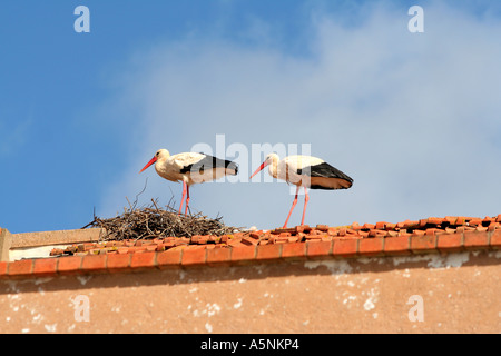 Pair of White storks on roof top Lagos Algarve Portugal Stock Photo