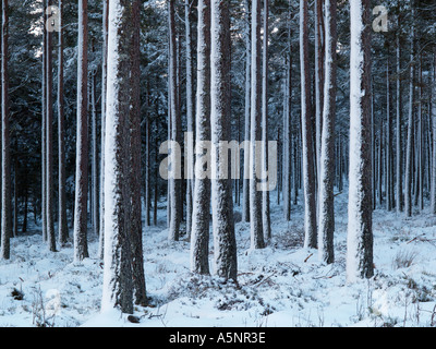 FIR TREES in WINTER SNOW Monochromatic with fresh snow on sides of trunks Scotland UK Stock Photo