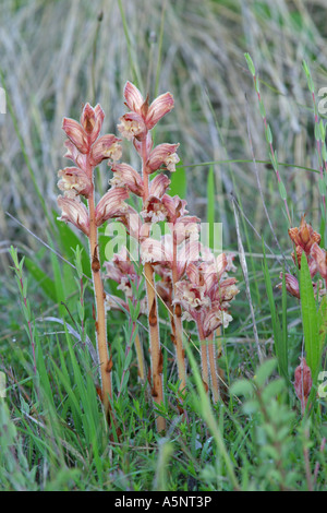 Orobanche alba,Thyme Broomrape, parasitic herbaceous plant, Bulgaria Stock Photo