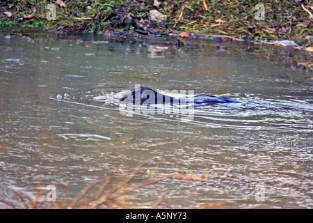Biber im Teich Biber in a pond Stock Photo Alamy