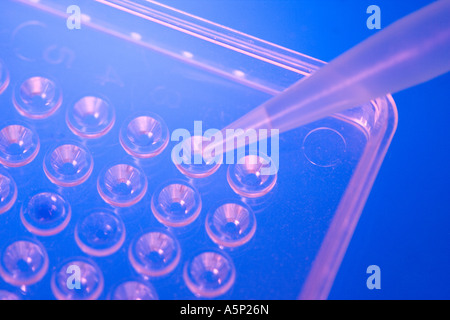 Pipette drops small amounts of liquid into Microtiter plate. Stock Photo