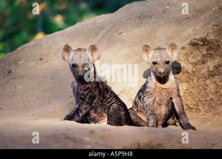 Two baby Spotted Hyena puppies at the entrance to their den Mala Mala Reserve near Kruger National Park South Africa Stock Photo