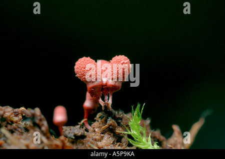 Bright red immature stalked fruiting bodies of slime mould myxomycete Arcyria denudata growing on the wood Stock Photo