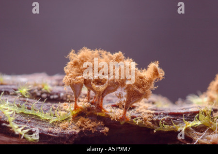 Mature yellow stalked fruiting bodies of slime mould myxomycete Arcyria denudata growing on the wood and spreading spores Stock Photo