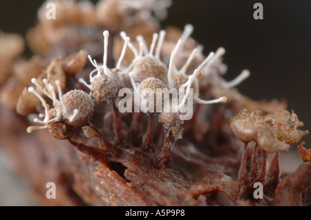 A group of stalked fruiting bodies of slime mould myxomycete Cribraria argillacea attacked by unknown white mould Stock Photo