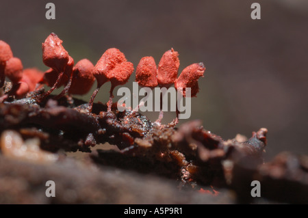 Bright red stalked fruiting bodies of widely distributed slime mould myxomycete Arcyria denudata growing on the wood Stock Photo