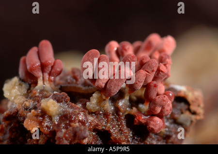 Bright red stalked fruiting bodies of widely distributed slime mould myxomycete Arcyria denudata growing on the wood Stock Photo
