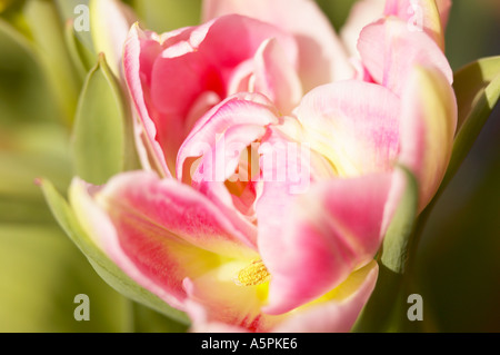 West Sussex, England, UK. A single Tulipa Peach Blossom Double Early coming into bloom.. Stock Photo