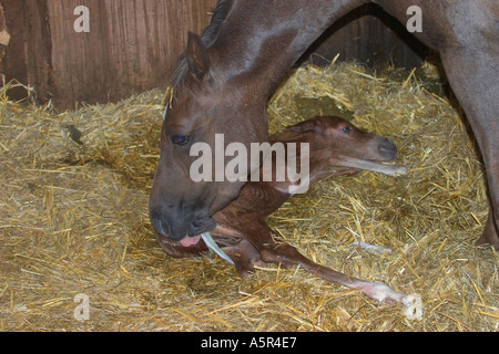 Welsh Section B Mare and newly born colt foal Stock Photo