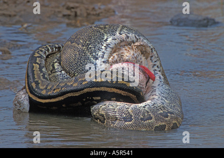 African Rock python Python sebae swallowing White Pelican snake death killing Stock Photo