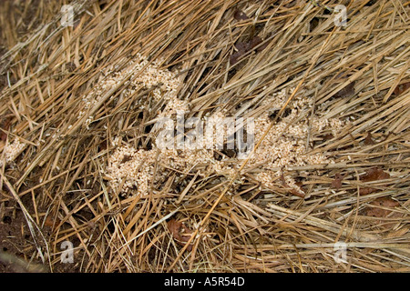 Black Garden Ants Lasius niger nest Stock Photo