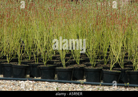 Rows of potted plants Hampshire England UK Stock Photo