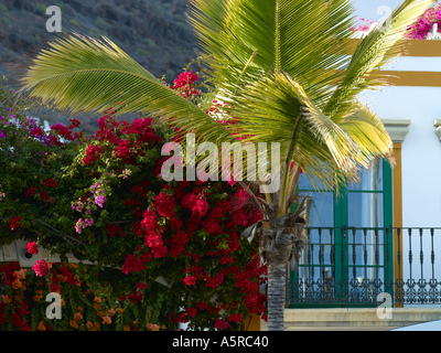 Gran Canaria, Puerto De Mogan, Palm Tree Stock Photo