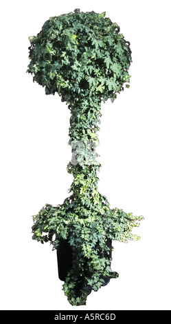 tall sculpted topiary tree Stock Photo