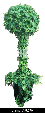 tall sculpted topiary tree Stock Photo