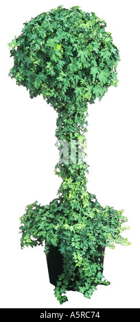 tall sculpted topiary tree Stock Photo