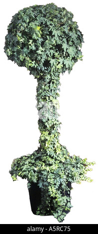 tall sculpted topiary tree Stock Photo