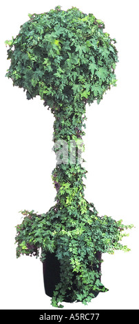 tall sculpted topiary tree Stock Photo