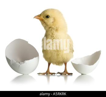 Newly hatched chickadee Stock Photo