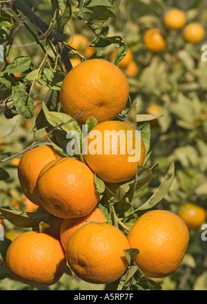Oranges on orange tree Stock Photo