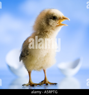 Newly hatched chickadee Stock Photo