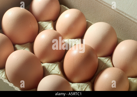 Brown eggs in egg carton Stock Photo