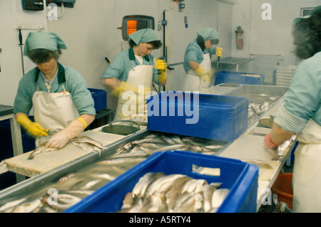 SCOTTISH FISHING VILLAGE FEMALE FISHMONGERS IN OVERHAULS GUTTING FISHES IN A FISH FACTORY Stock Photo