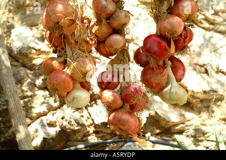 Ropes Of Onions Hanging In Front Of A Stone Wall Stock Photo - Alamy