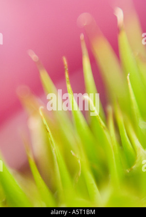 Bromeliad, extreme close-up, abstract view Stock Photo