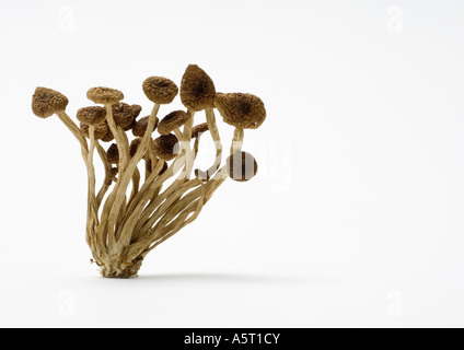 Dried shimeji mushrooms Stock Photo