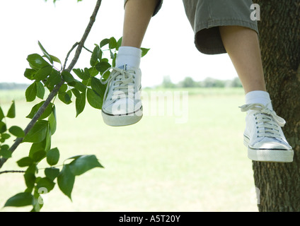 Child sitting in tree, cropped view, knee down Stock Photo