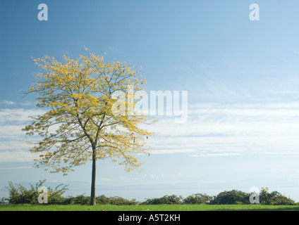 Tree in field Stock Photo