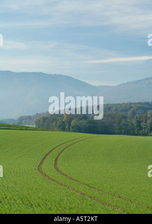 Tire tracks in field of crops, Switzerland Stock Photo