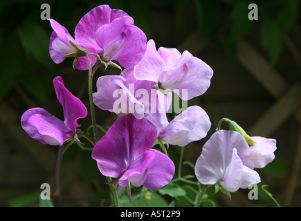 Various shades of pink sweet peas. Flowers growing in front of a trellis. English garden.  UK. Stock Photo
