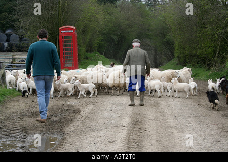 Two farmers and border collie sheep dogs rounding up a flock of sheep and spring lambs. Red telephone box. Farm in Wales. UK.