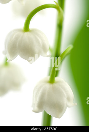 Lily of the valley, close-up Stock Photo