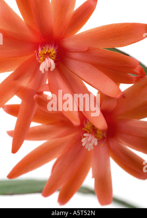 Red Christmas cactus blossoms Stock Photo