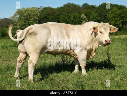 Charolais cow standing in field, turning head toward camera Stock Photo