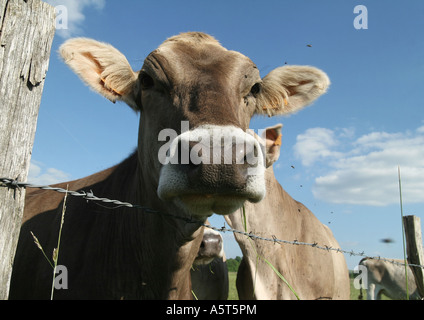 Brown swiss cow looking over barbed wire fence, close-up Stock Photo