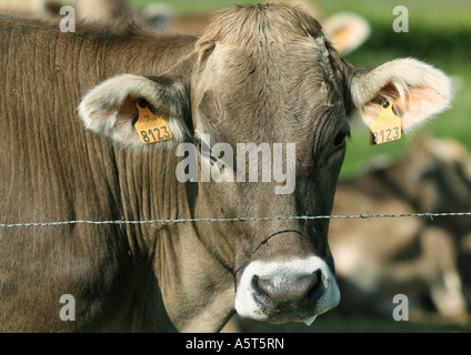 Brown swiss cow looking over barbed wire fence, close-up Stock Photo