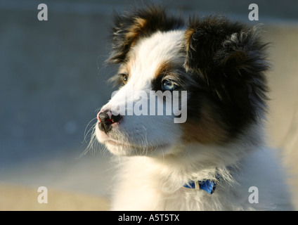 Border collie puppy Stock Photo