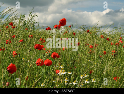 Poppies growing in field Stock Photo