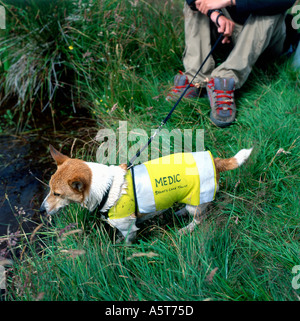 Jack Russell dog in a medic coat at bog snorkelling mountain bike competititon Llanwrtyd Wells  Wales UK KATHY DEWITT Stock Photo
