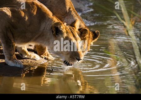 Lions drinking in Masai Mara National Nature Reserve Kenya East Africa Stock Photo