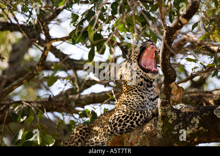 African wild leopard yawning in acacia tree in sun sunshine Masai Mara National Nature Reserve Kenya East Africa Stock Photo