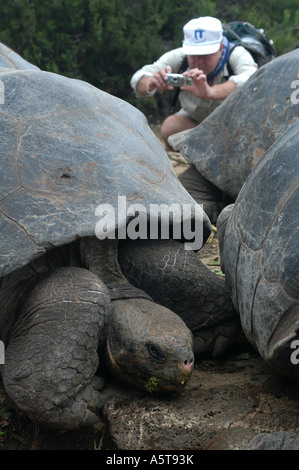 Galapagos Giant Tortoises (Geochelone nigra porteri) at The Charles Darwin Research Station on Santa Cruz Island, the Galapagos Stock Photo