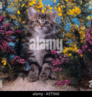 Grey Tabby Kitten on Silver Birch Log Heather Stock Photo